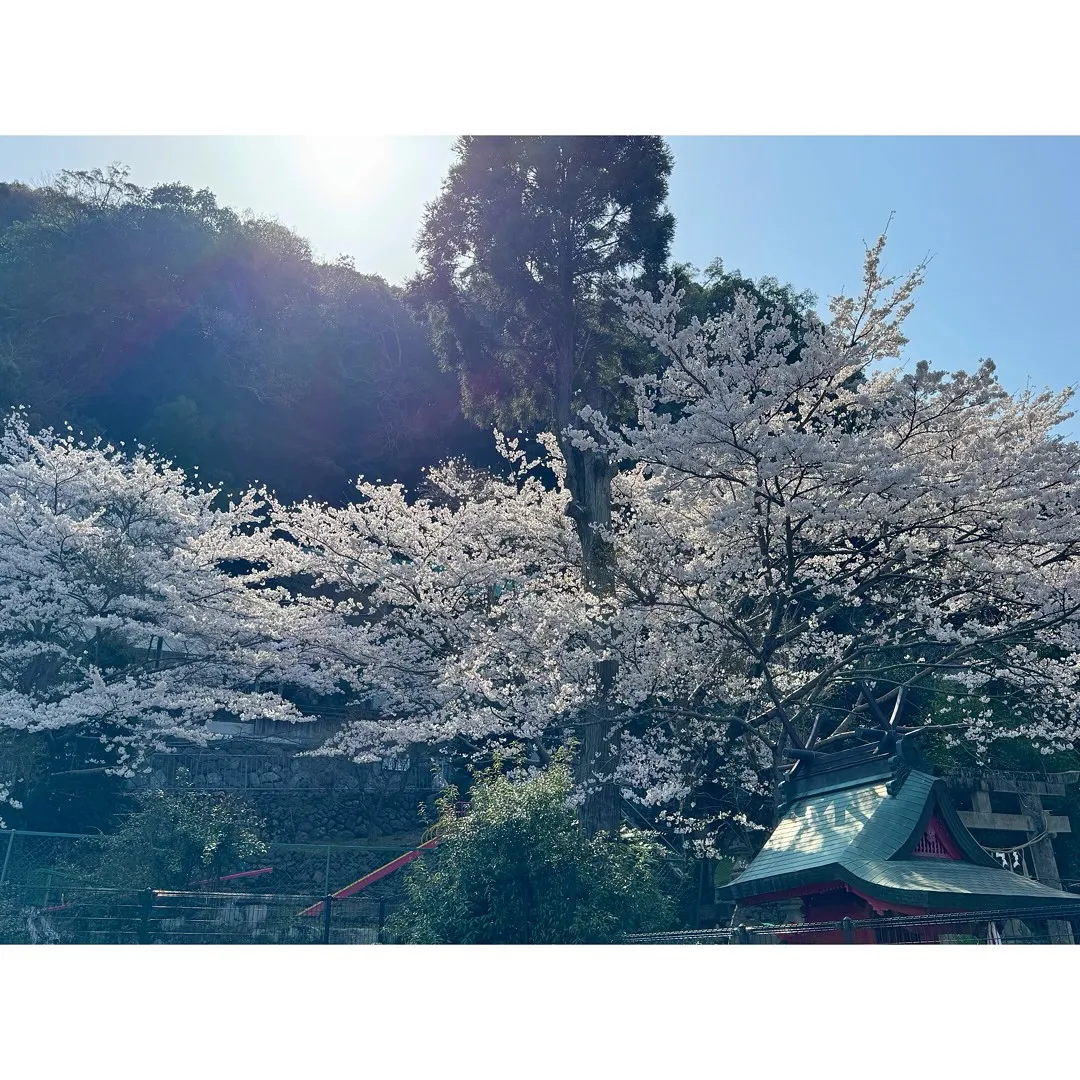 『ヨーガは春か秋にはじめるべし』