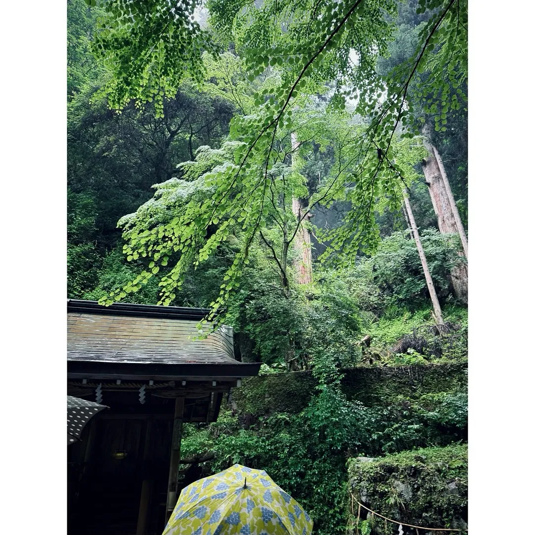 少し前ですが、JTYAのレイキメンバーで鞍馬〜貴船に行きまし...