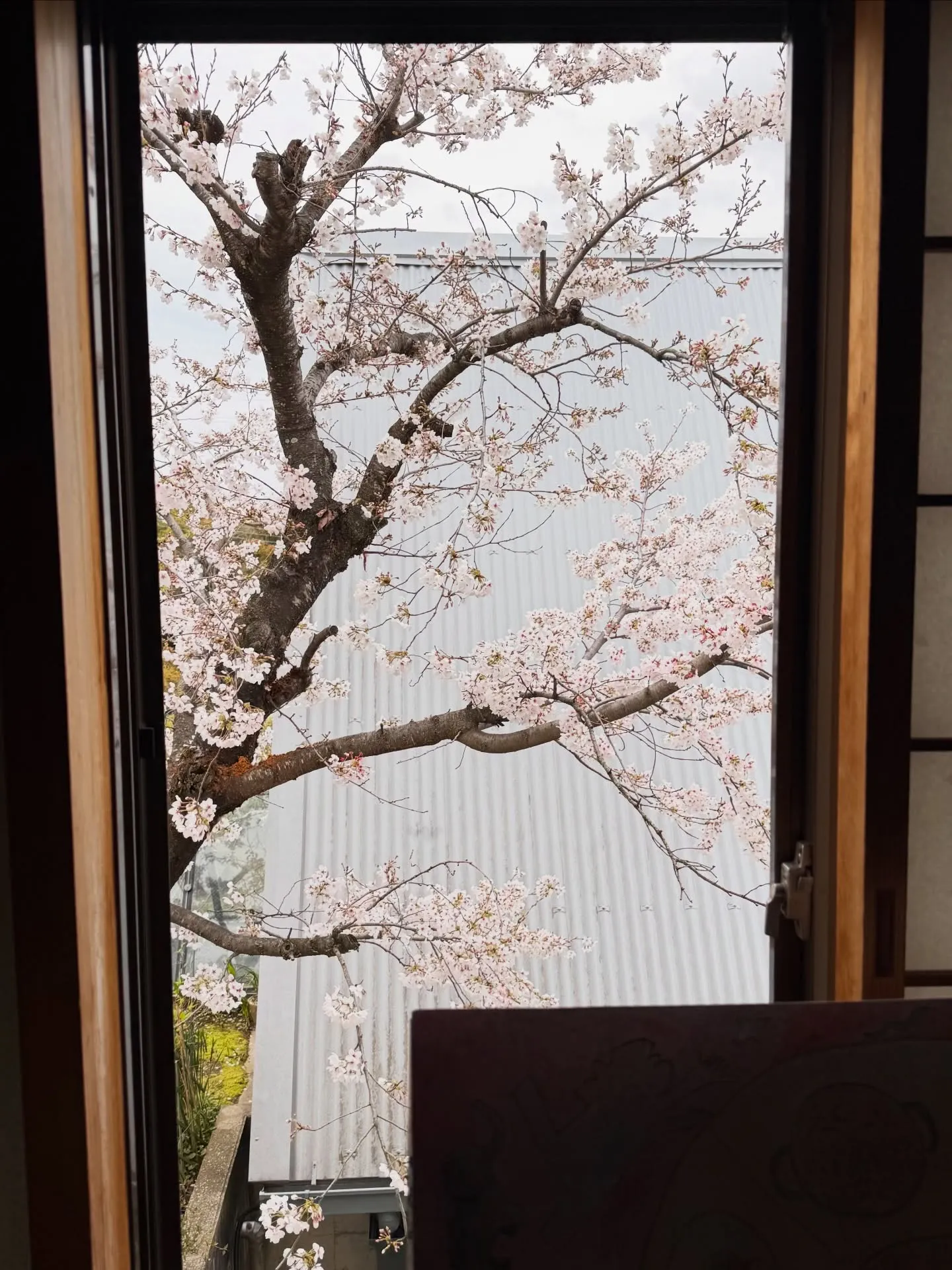 今年もお隣の桜を家の中から楽しませてもらっています。