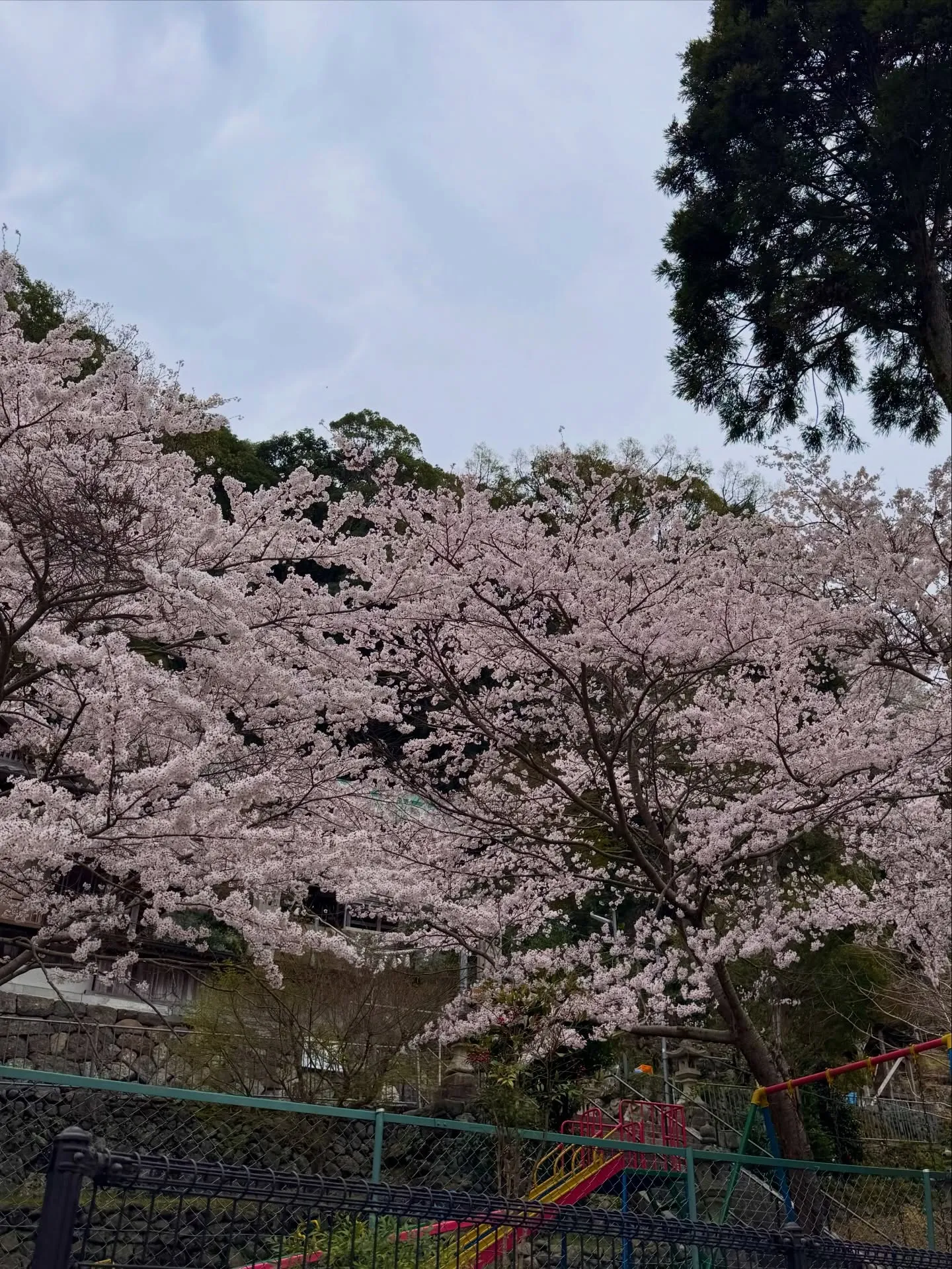 今年もお隣の桜を家の中から楽しませてもらっています。