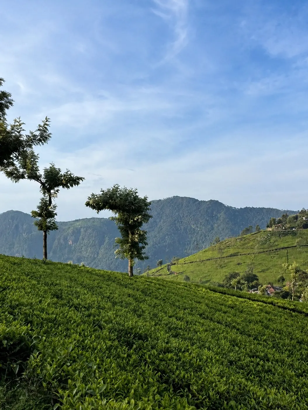 Coonoorリトリートの冊子ができました!