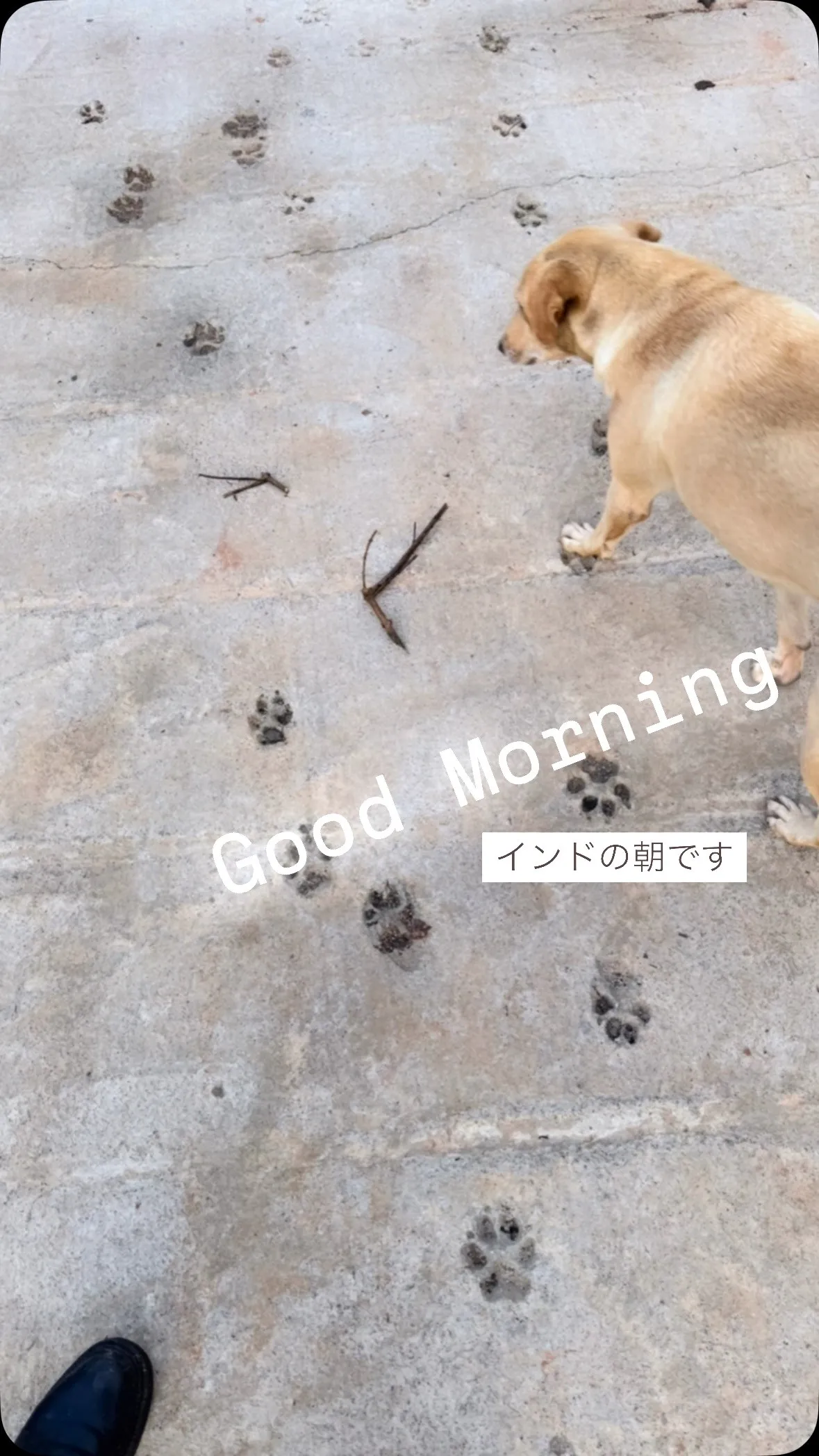 #トラディショナルヨガ #プラシャンティ #prasanth...